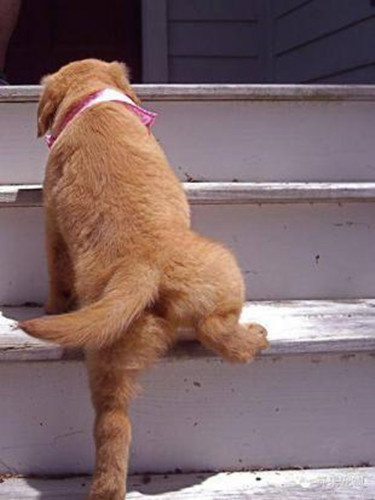 狗狗后腿不敢用力走路怎么办