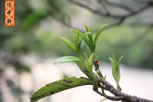 凤凰单丛:锯朵仔茶芽萌发了.