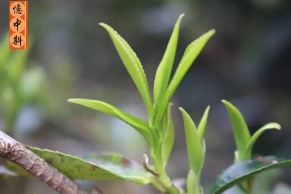 毛尖茶毛是什么_毛尖是什么茶_茶叶毛尖是绿茶吗