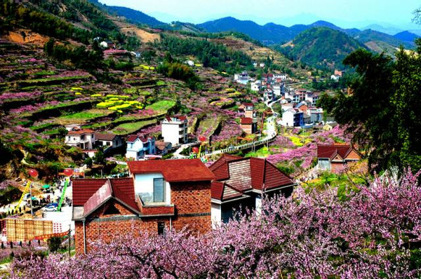 富阳半山村 桃花依旧笑春风