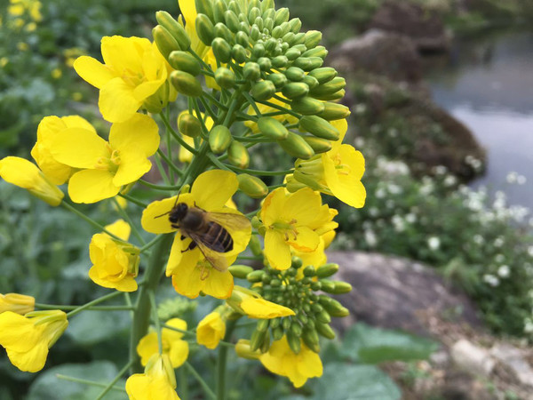 勤勞的小蜜蜂正採花蜜,工蜂的的勞作預示著採蜜大叔今年有個好收成.