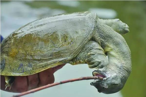 釣野生甲魚的打窩技巧,實戰方法