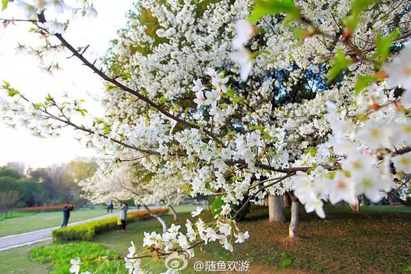 马鞍山市市花图片