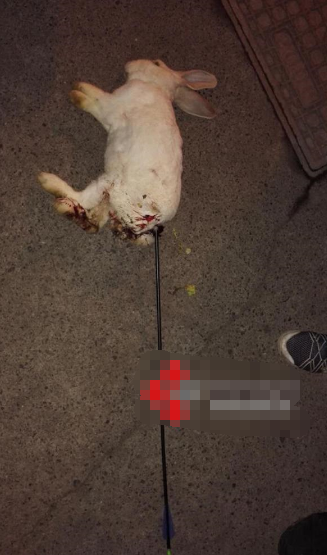 小学生当街杀动物 金属弓箭刺入兔子屁股十几公分