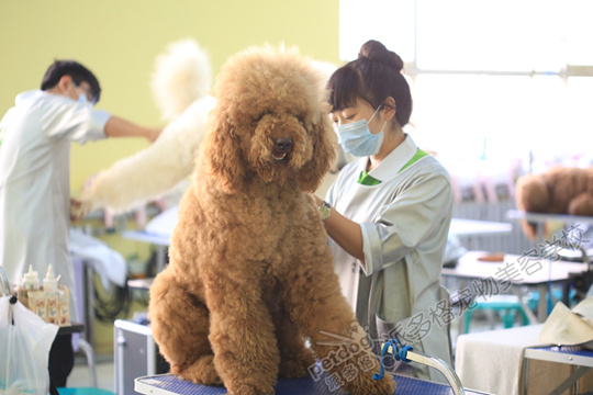 深圳宠物美容学校(深圳宠物美容培训哪家好)