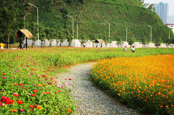 千岛湖花海盛宴邂逅最美春季