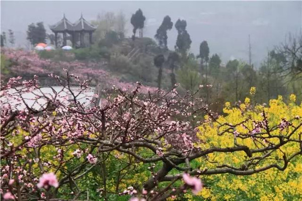 地址:龍泉驛區桃花故里景區.