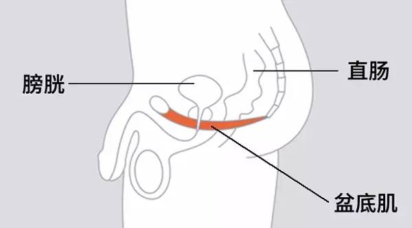 ▼首先我们先来了解一下男性的生理结构——盆底肌,又叫 pc 肌.