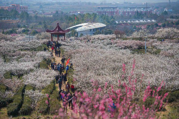 溧水梅花节开幕推进全域旅游发展