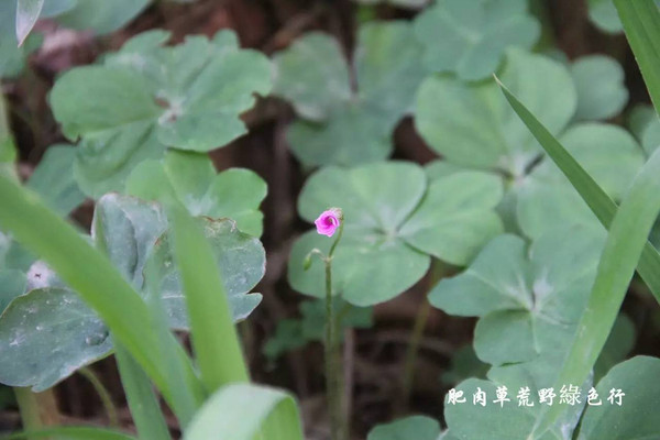 酢醬草紫花地丁木棉,裡面可都是白花花的棉花.交通小貼士●公交線路1.