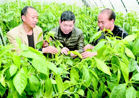 農民專業合作社的蔬菜大棚內,農業科技指導員溫傳波(中)和蔬菜種植戶