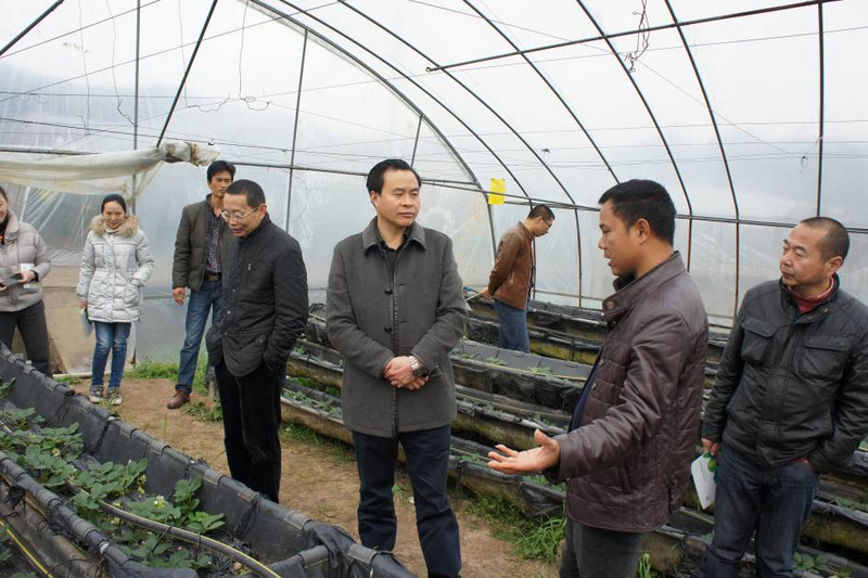 调研组考察调研广安市邻水县柳塘乡伍昱洁奇花异果园.