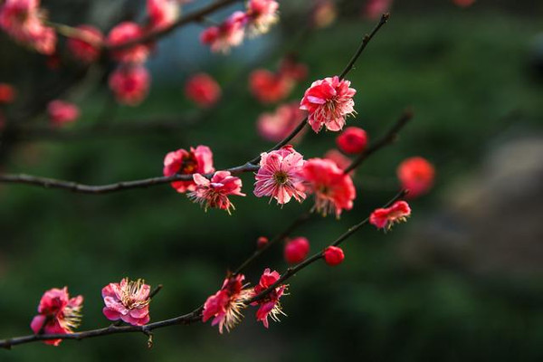 江蘇·南京:去探訪那片最美的梅花園