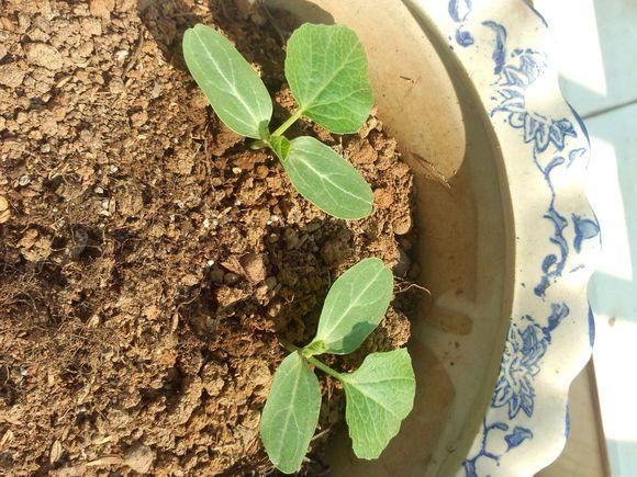 图文记录自己亲手种的手捻葫芦成长记