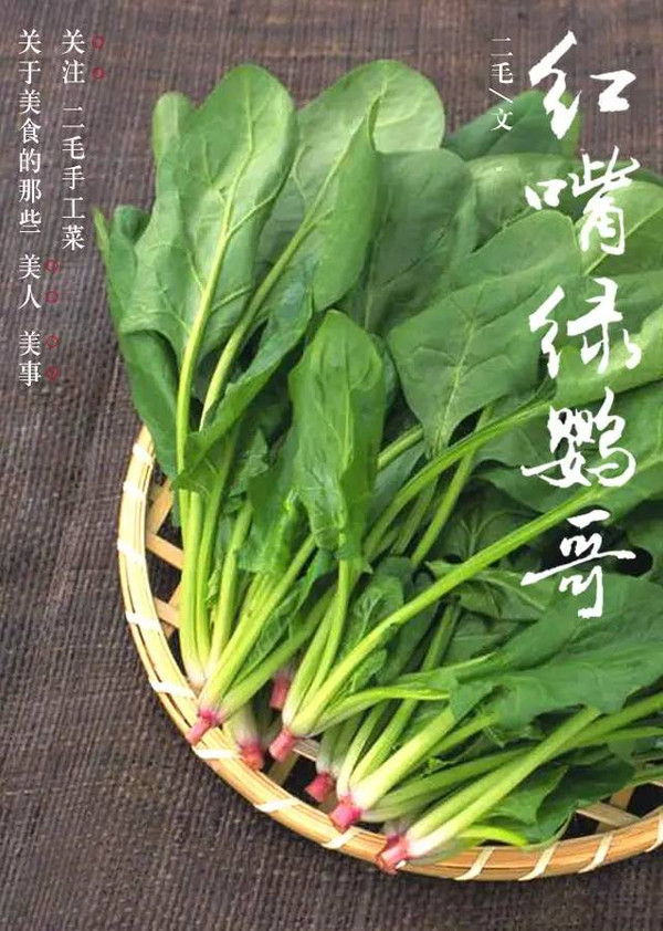 红嘴绿鹦哥菠菜图片