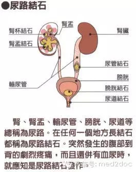 人體的排鈣尖峰值期在晚餐後的4,5個小時,若晚餐吃太晚,當排鈣尖峰