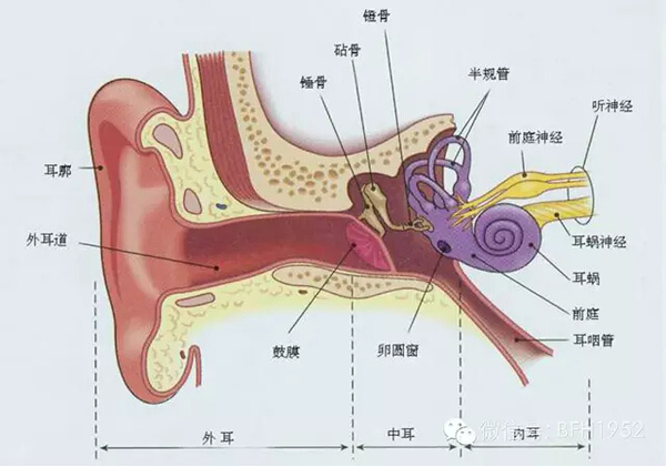 唐宝宝耳朵结构图片图片