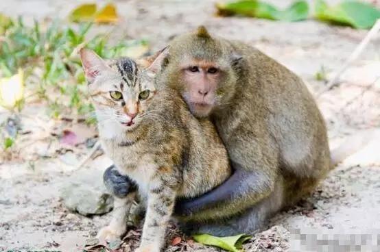 【宠物】猴子热抱猫咪,强硬实施按摩