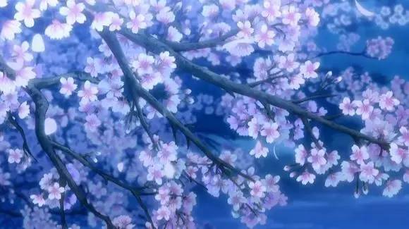 唯美二次元图片樱花树图片