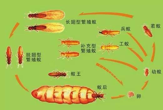 蚁后的肚子解剖的图片图片