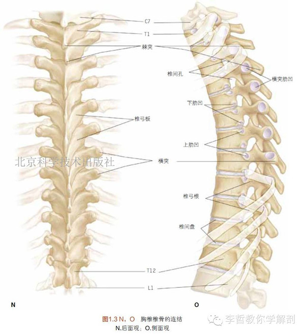 椎体肋凹的示意图图片
