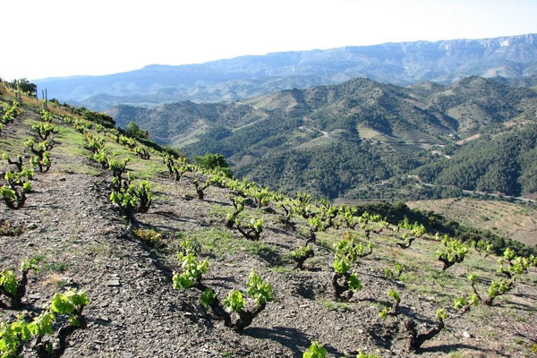 普瑞特 priorat:西班牙仅有的两个 doc 产区之一