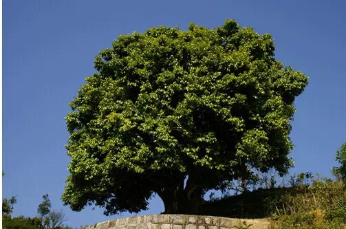 龙井母树图片