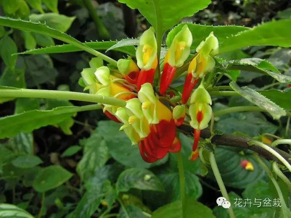 3 重瓣鳳仙花鳳仙花適應性較強,移植易成活,生長迅速.