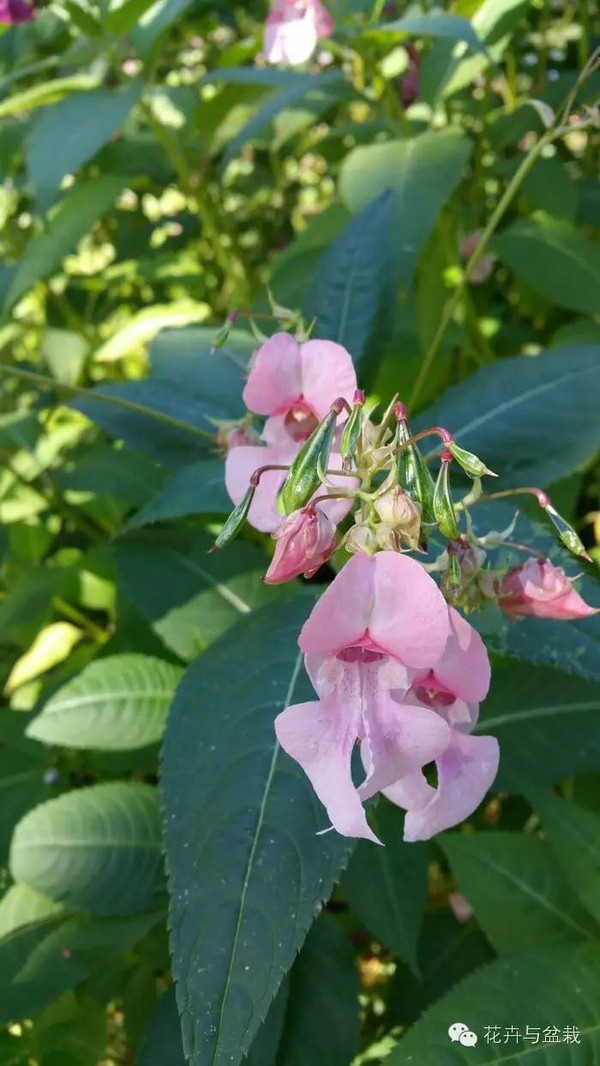 有趣易養的鳳仙花,播種養護簡單