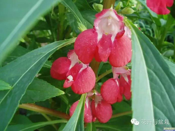 有趣易養的鳳仙花,播種養護簡單