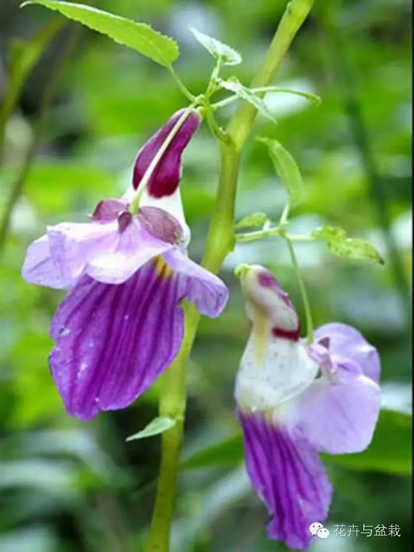 凤仙花花冠图片