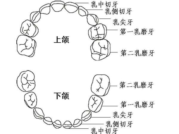 乳牙,恒牙,牙位,形态和换牙的时间