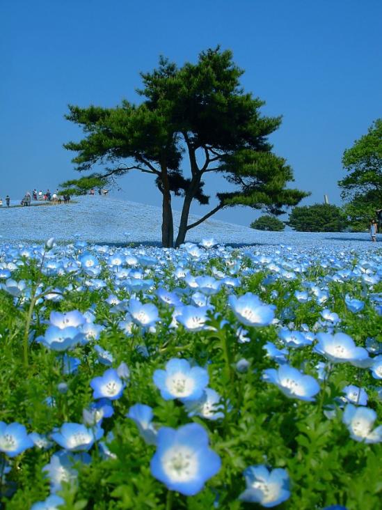 『世界風情』:450萬藍色喜林草花海(組圖)