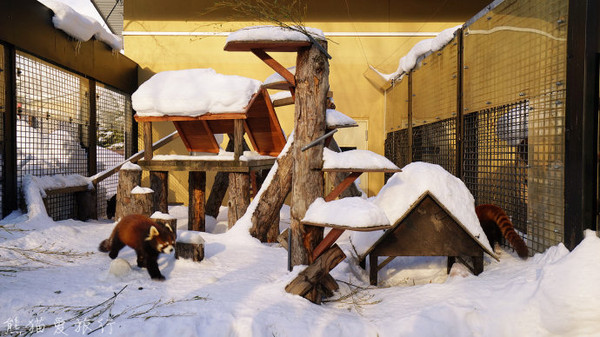 旭川市旭山動物園,北京動物園搬遷時間,動物園老虎吃小孩視頻,日本