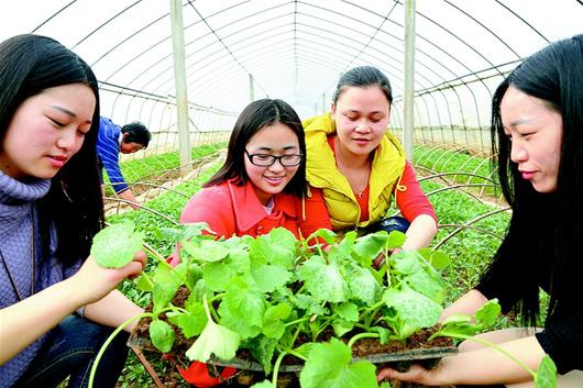 图文:大学生创业基地助农增收