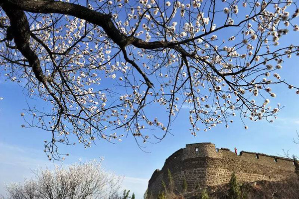 【微旅遊】中國·汝州第五屆杏花旅遊文化節,3月19日等您來