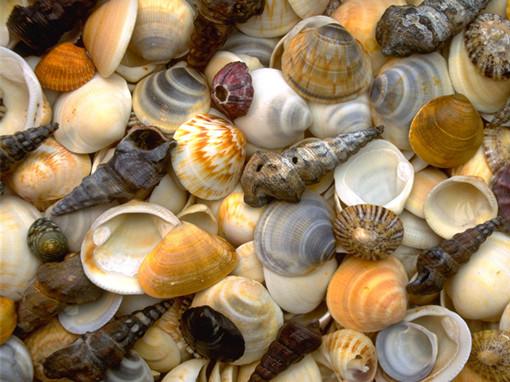 海鲜类品种大全 贝壳图片