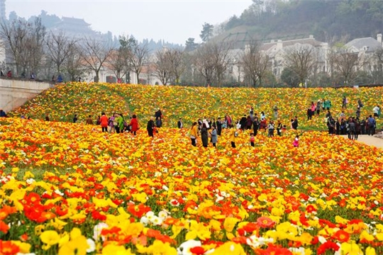 首日近5万游客赏花(组图,花舞人间简介,花舞人间现在如何了,2016春节