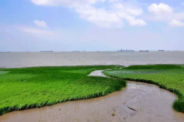 黃浦江大橋的一覽表,浦江郊野公園最新消息,浦江郊野公園規劃圖,上海