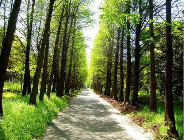 濱江森林公園位於浦東的最北端,隔黃浦江與炮臺山相對,隔長江與橫沙島