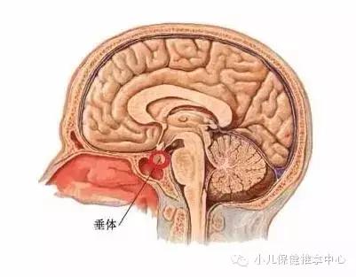 儿童脑垂体大小图片