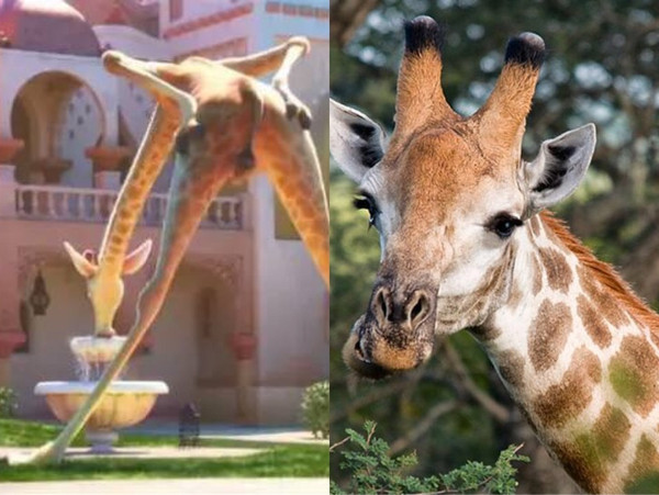 疯狂动物园长颈鹿图片