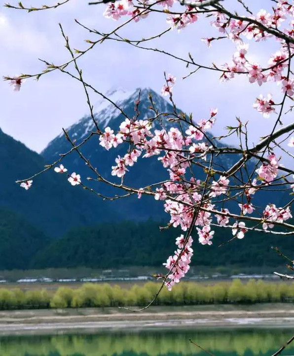 春来江水绿如蓝,春不仅生发在枝头,更能透过一池春水把春意散尽,宏村