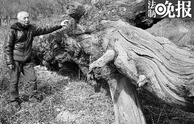 古树群无挂牌 一株已死(组图),古树名木挂牌议式,中国十大千年古树