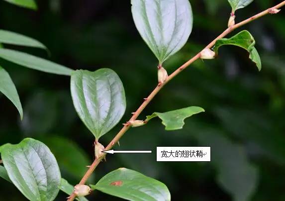 72小果菝葜smilax davidiana百合科菝葜這個屬的植物很好認,葉柄上大