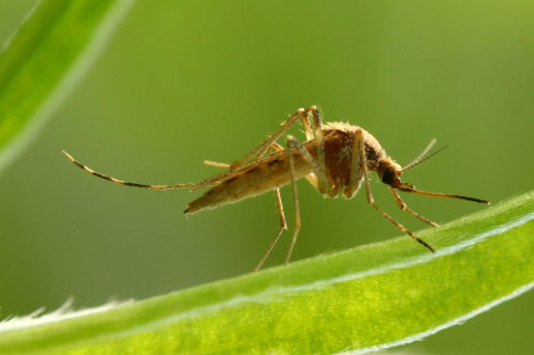 库蚊种类图片