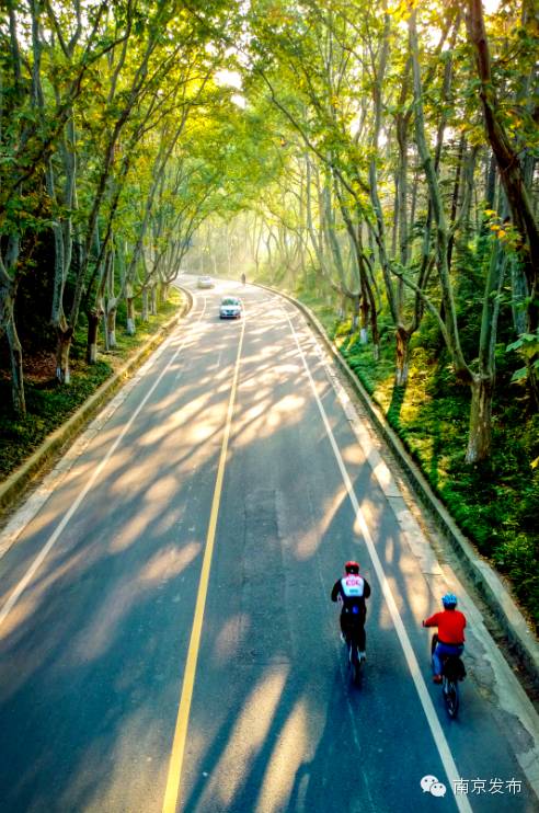 中山陵 环陵路