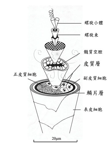 瑞景西服教你如何分辨羊毛纤维的好坏