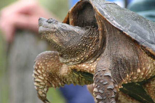 鳄龟—全世界最霸气的淡水龟类