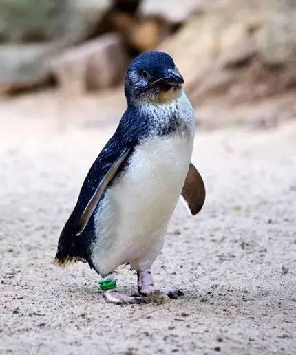 小蓝企鹅(图片来源:http://wwwrefinery29